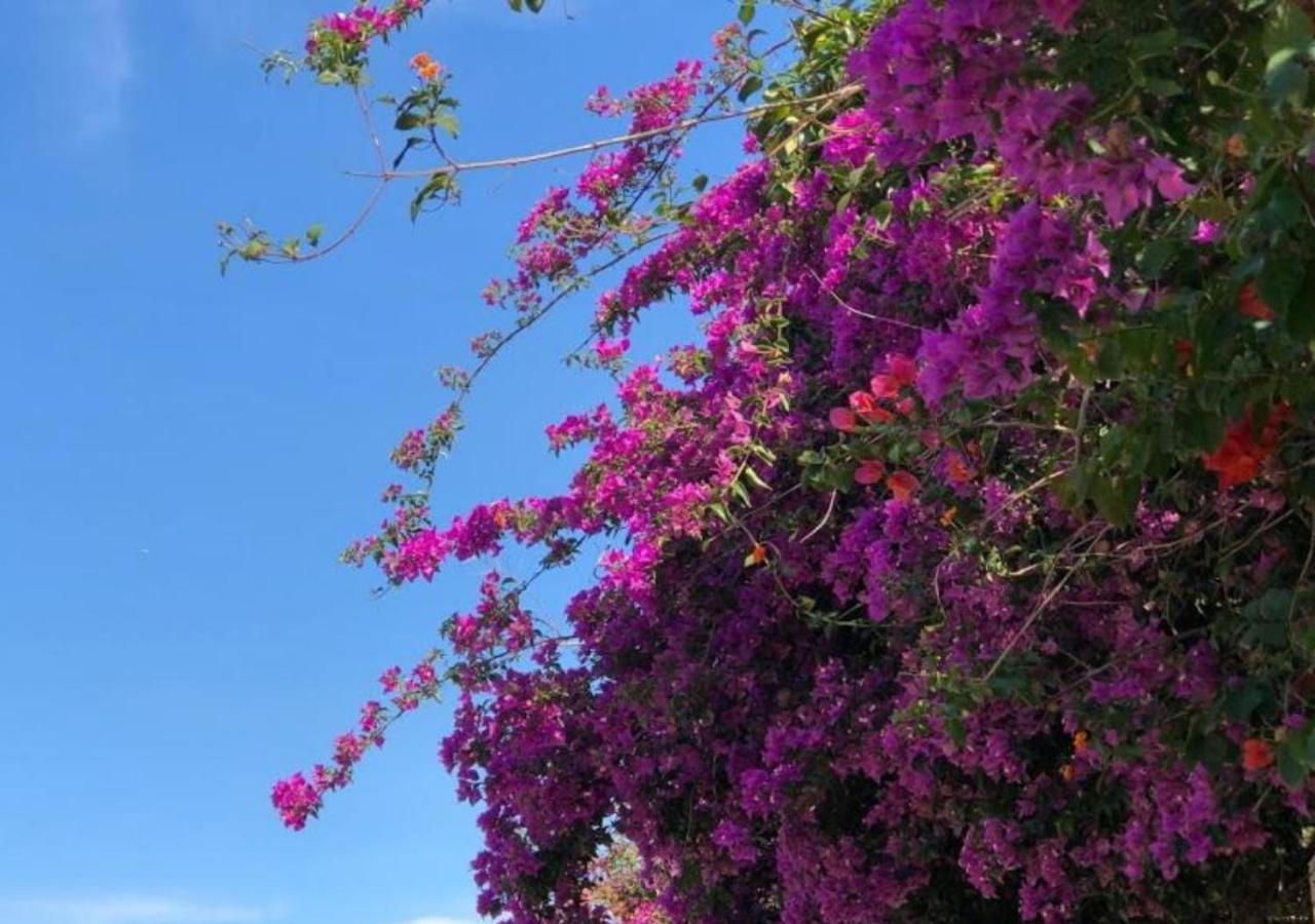 Pousada Halliny Do Rosa Praia do Rosa Extérieur photo